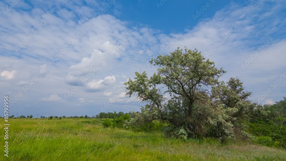 summer rural scene summer rural scene
