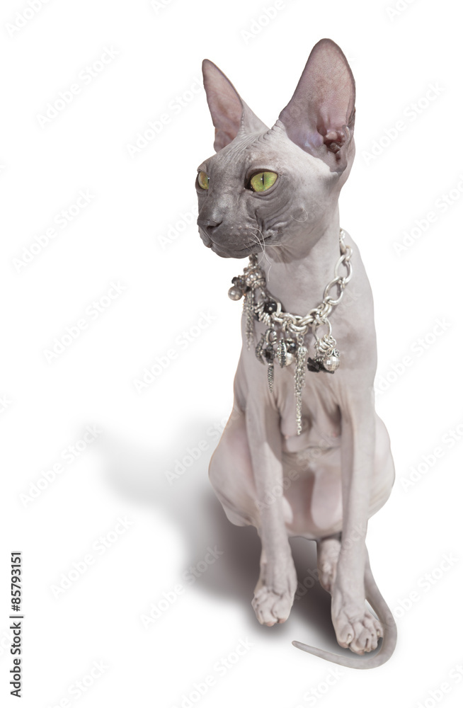 White background with isolated Sphinx cat