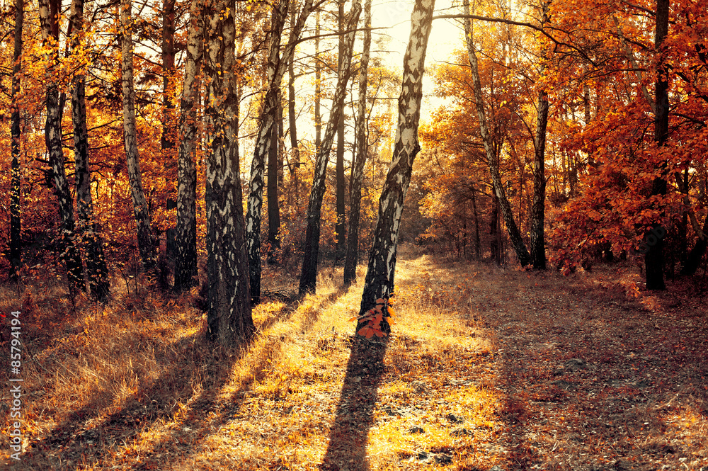 Fototapeta premium Las