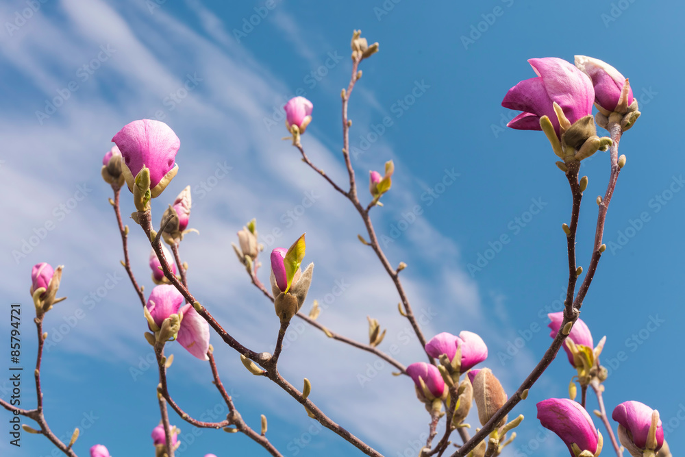 Pink magnolia flowers. Blooming magnolia tree in the spring against blue sky