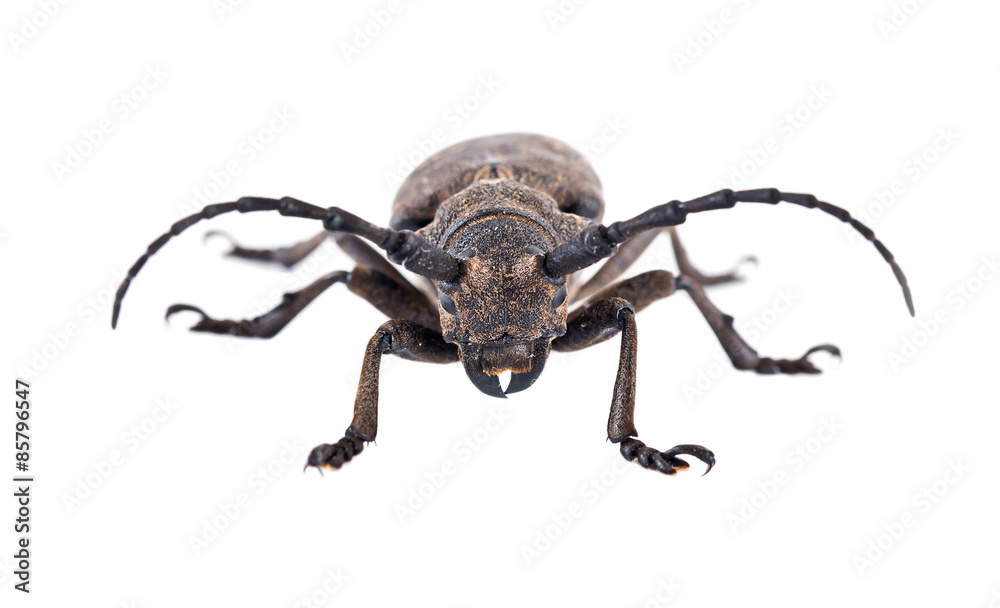 Weaver Beetle Beetle