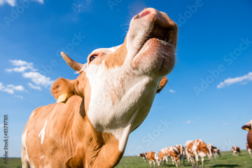 Cow mooing © bernardbodo