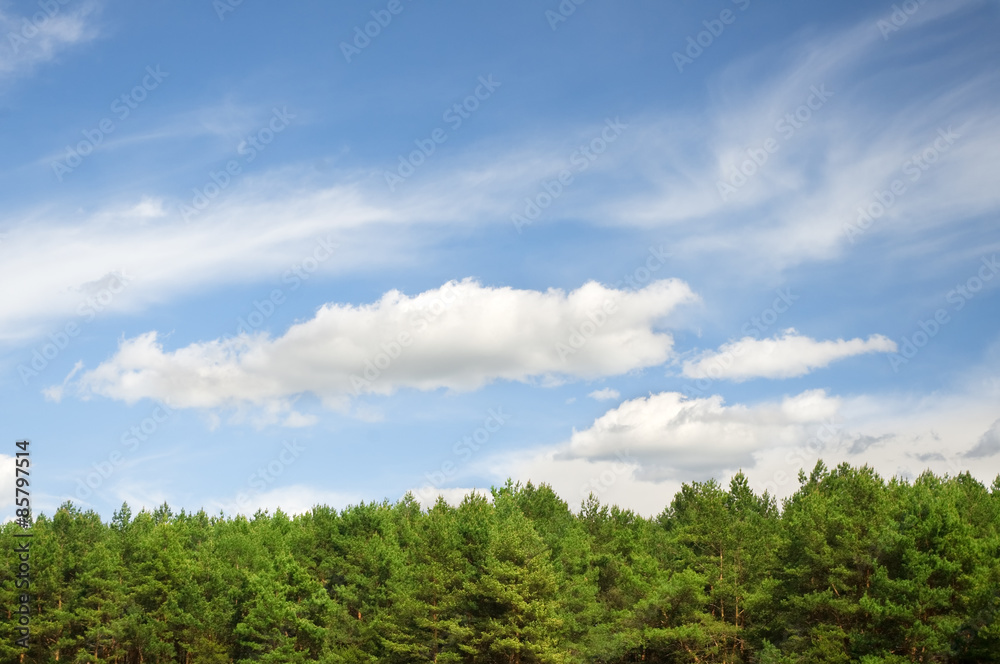 green summer wood