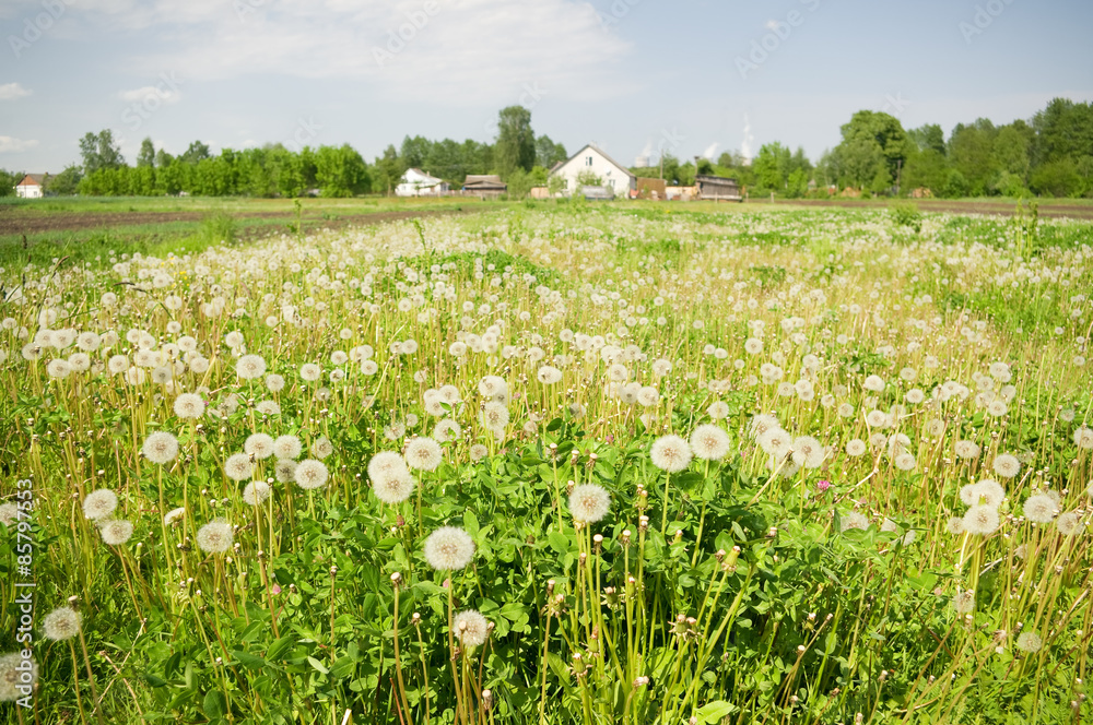 dandelions dandelions