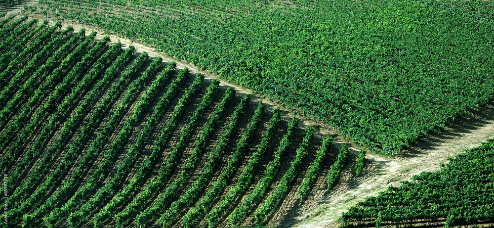 Fototapeta premium Winnica