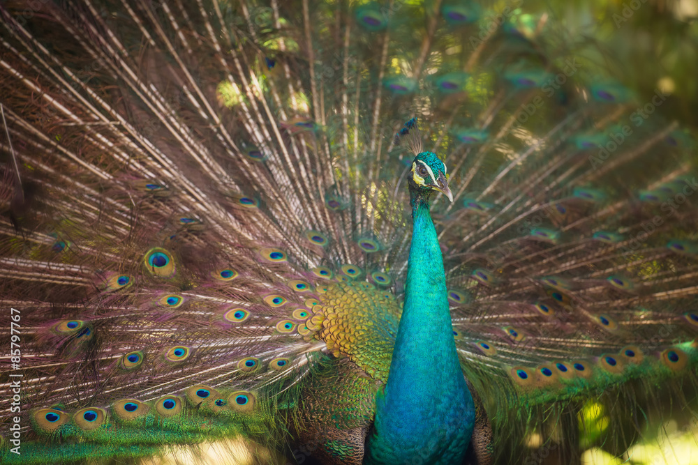 Obraz premium Portrait of beautiful peacock with feathers out