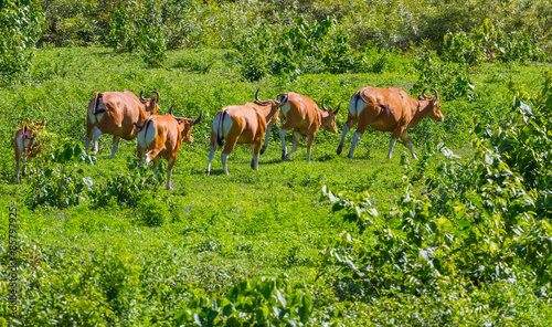 Endangered species in IUCN Red List of Threatened Species Banteng (Bos javanicus)  photo