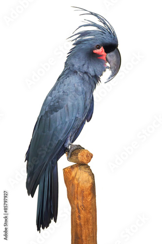 Great black grey Palm Cockatoo Parrot probosciger
