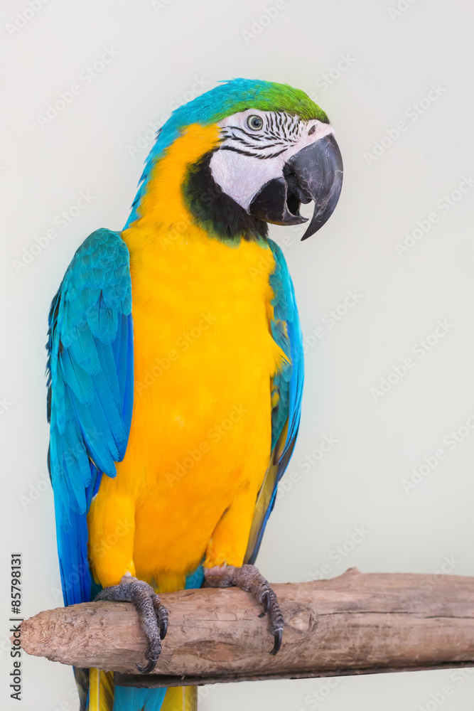 Fototapeta premium Colorful parrot isolated in white background