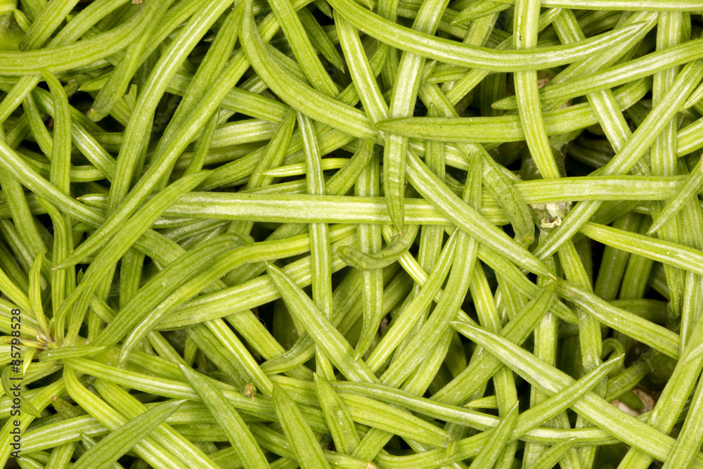 Foglie verdi intrecciate Foglie verdi intrecciate