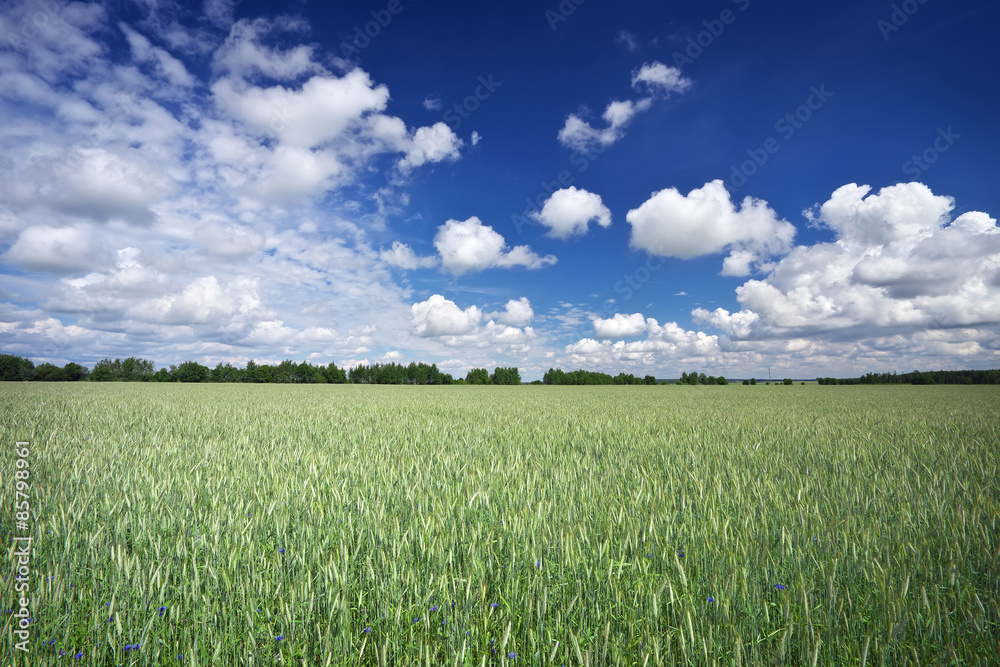 Beautiful landscape with field of rye and blue sky with clouds.