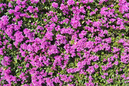 Beautiful purple flowers in Barcelona, Spain