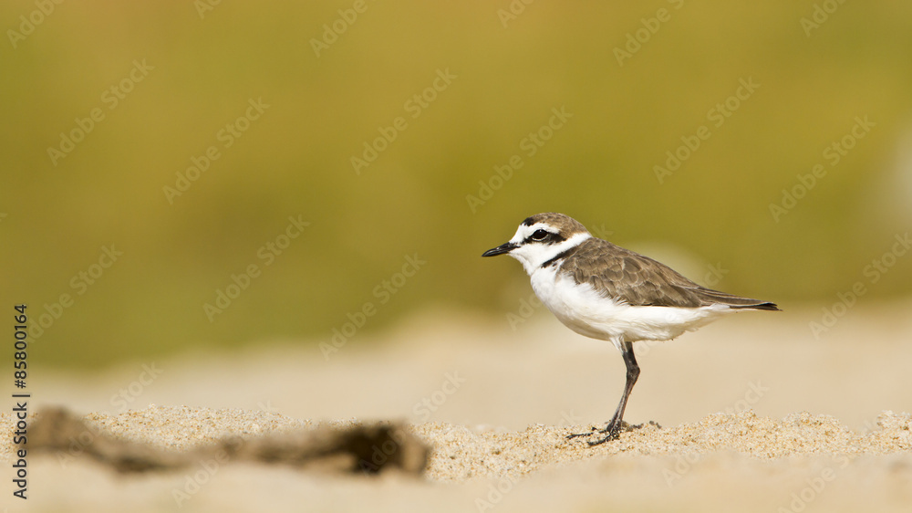 Kentish plover.bird in Pottuvil, Sri Lanka Kentish plover.bird in Pottuvil, Sri Lanka