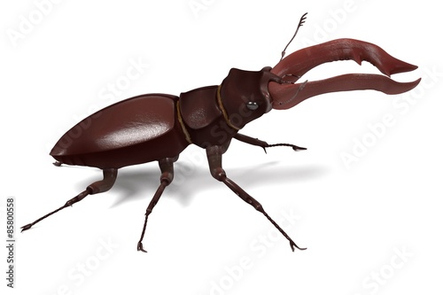 3d render of lucanus cervus photo