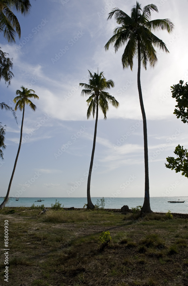 Zanzibar, palms on the eastern coast Zanzibar, palms on the eastern coast
