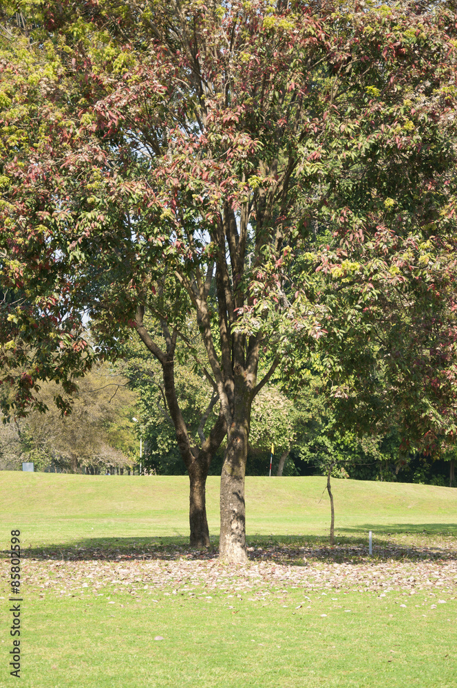 Obraz premium Golf in Spring in India