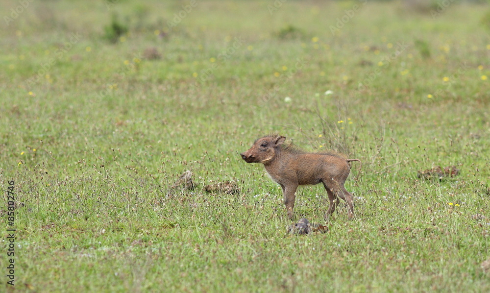 A new born baby warthog in South Africa A new born baby warthog in South Africa