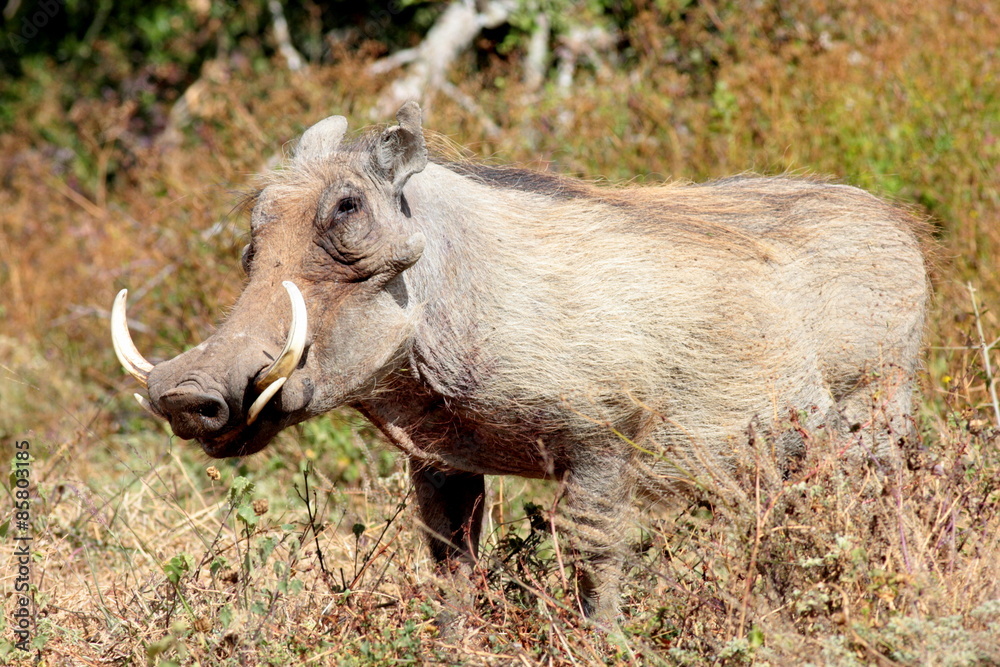 A portrait of a big male warthog with large tusks in Addo elephant national park,eastern cape,south africa A portrait of a big male warthog with large tusks in Addo elephant national park,eastern cape,south africa