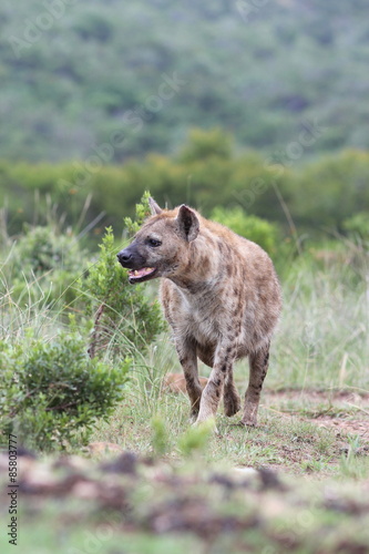 A spotted hyena from safari in South Africa © fishcat007