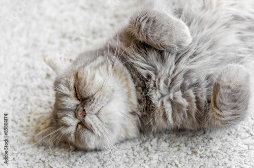 熟睡する飼い猫 仰向け