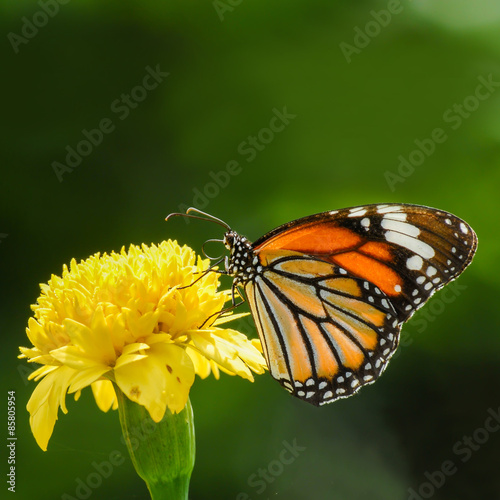 butterfly (Common Tiger) and beautiful yellow flower © Art789