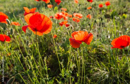 Red flowering translucent poppies from close