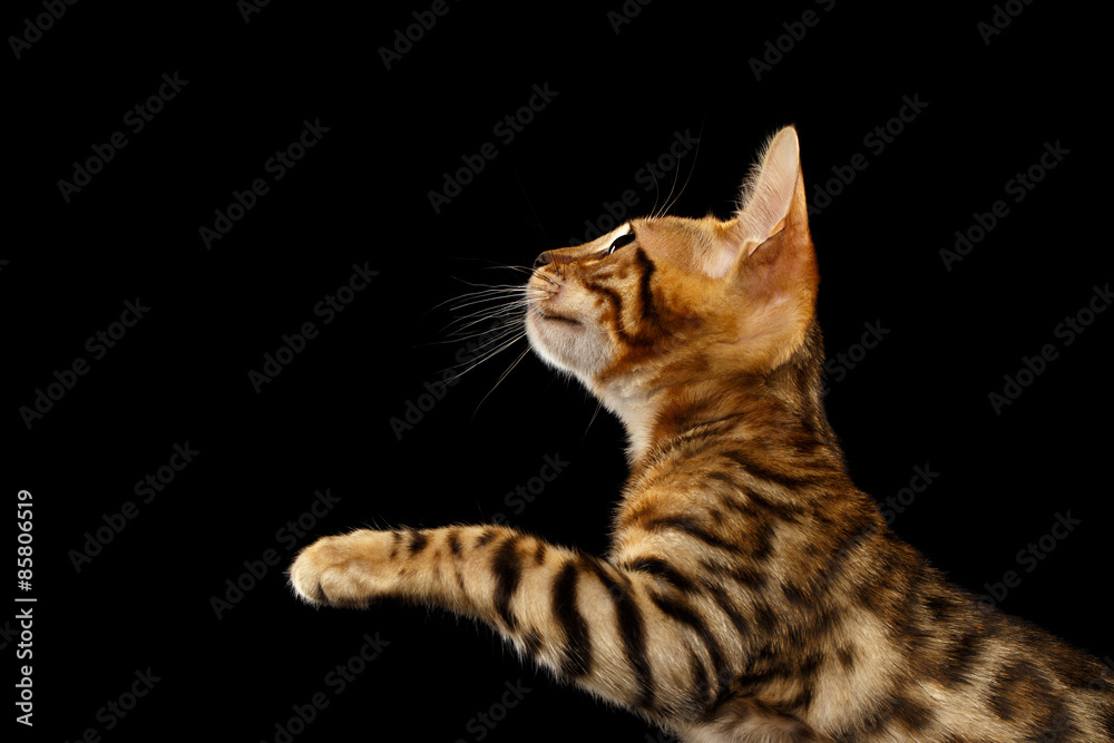 Bengal Kitty Stands and Raising Up Paws on Black Bengal Kitty Stands and Raising Up Paws on Black