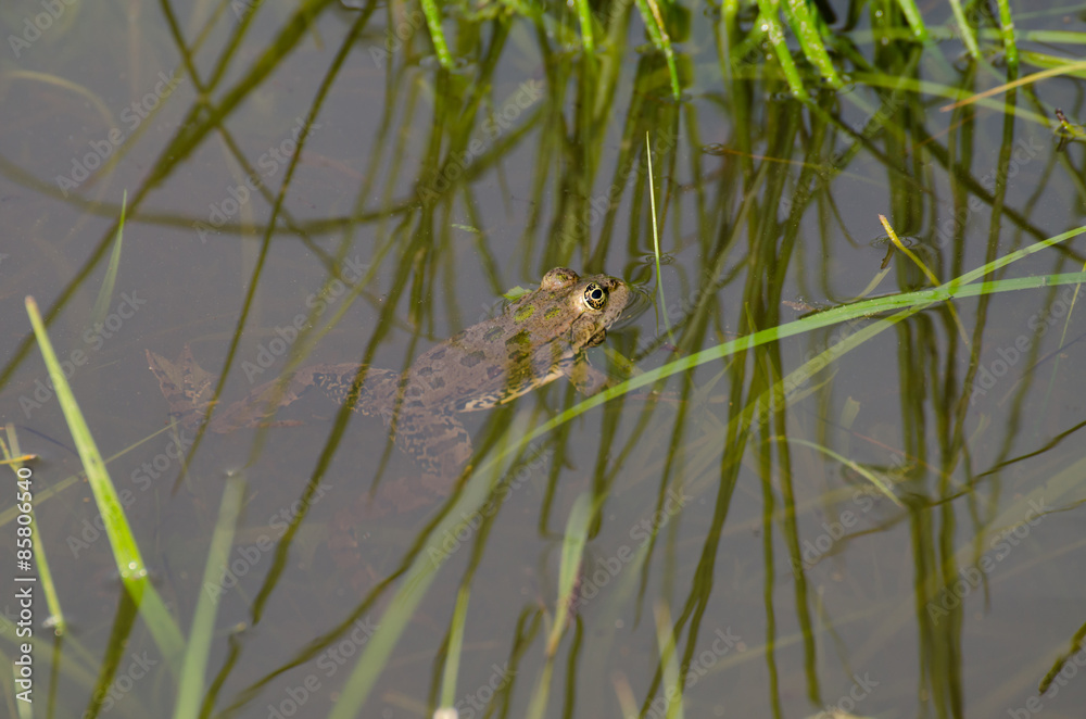 Frog floating on water Frog floating on water