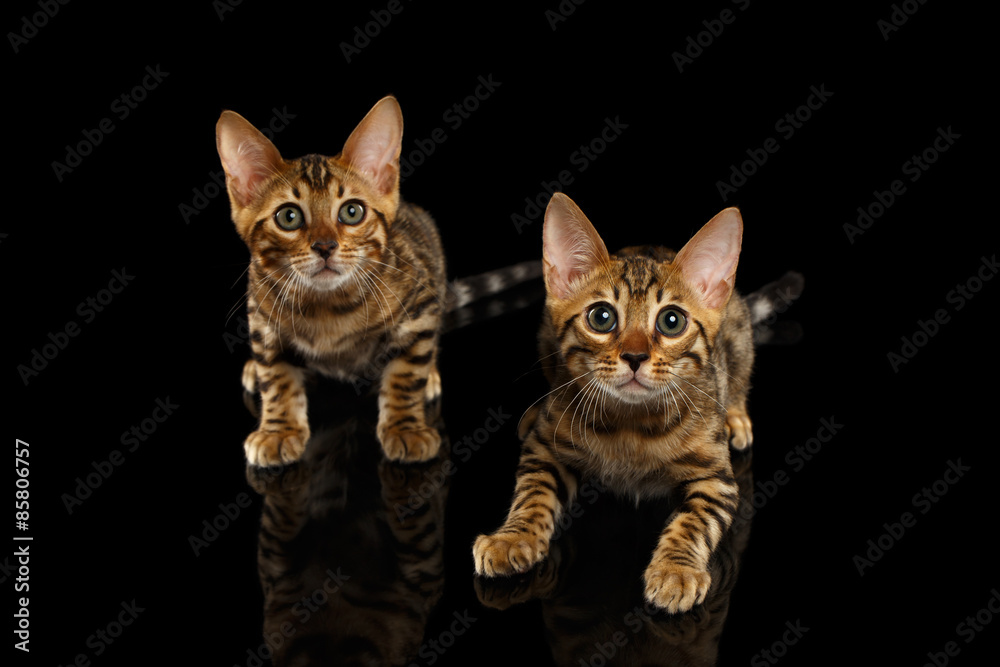 Two Bengal Kitty Looking in Camera on Black
