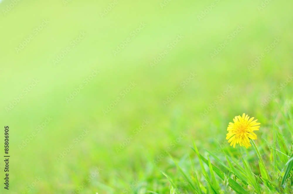 Fototapeta premium 草原に咲くタンポポ