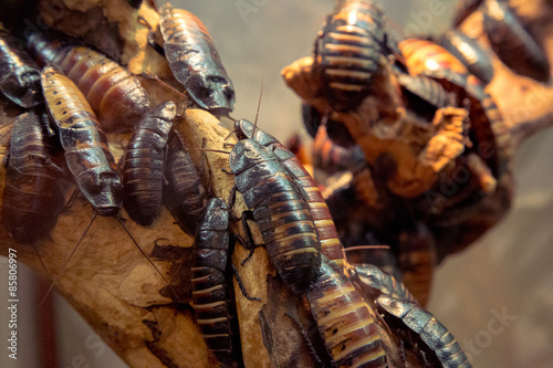 Madagascar hissing cockroach © Ruslan Gilmanshin