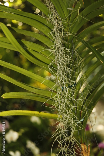 Fototapeta Naklejka Na Ścianę i Meble -  Storczyki - storczyk (Orchis - Orchidaceae) – byliny