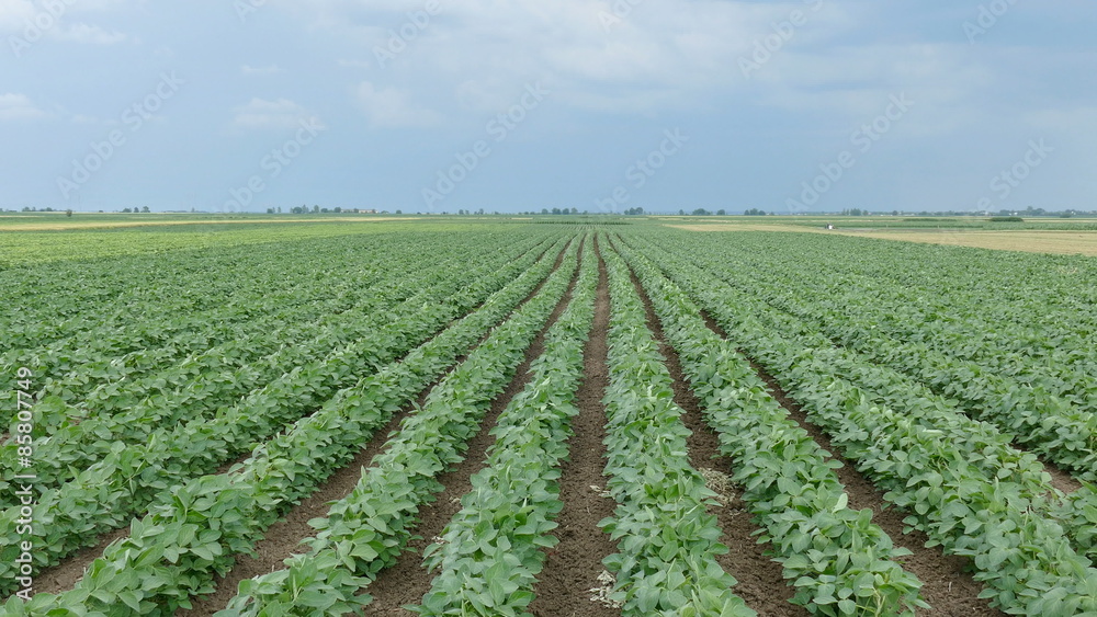 Agriculture, green cultivated soy bean field in early summer Agriculture, green cultivated soy bean field in early summer