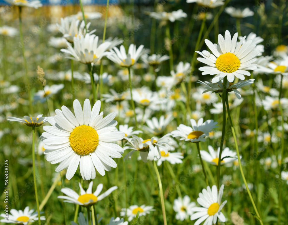 Two beautiful daisies closeup on a sunny day in the meadow (frie