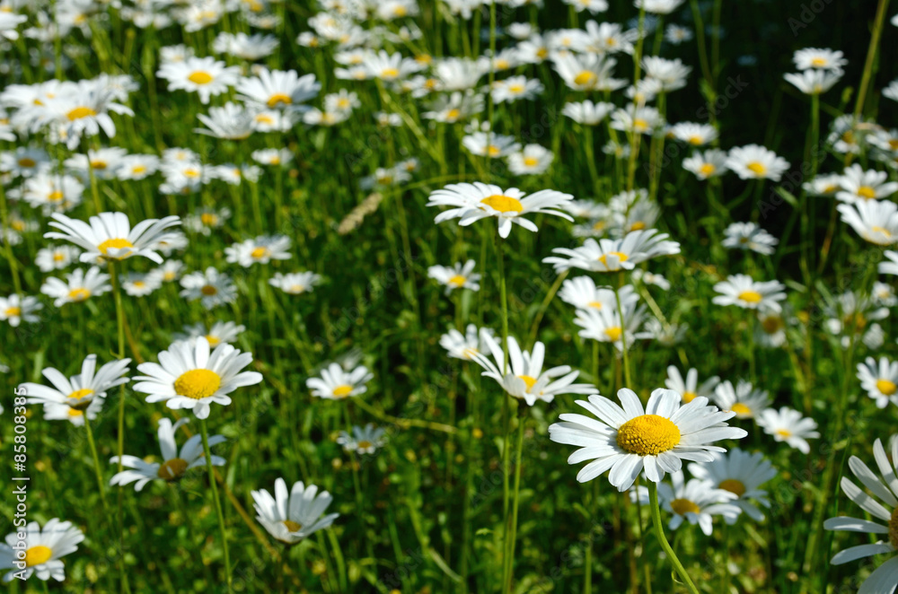 Chamomile flowers in a sunny Meadow (peace, health, magic - conc Chamomile flowers in a sunny Meadow (peace, health, magic - conc