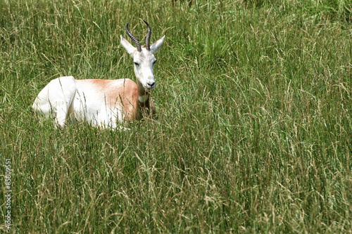 Addra Gazelle portrait on savana background photo