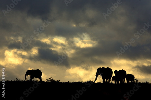 A herd of elephant against a perfect South African sunset sky. © fishcat007