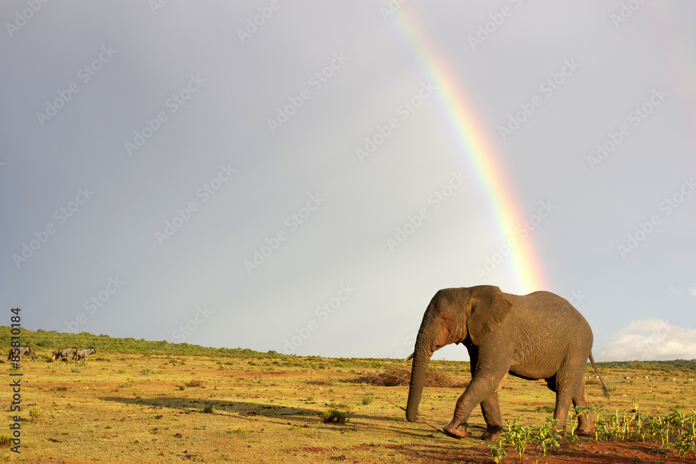 Fototapeta premium An African elephant crosses an open field with a rainbow and some wildebeest antelope in the background. South Africa