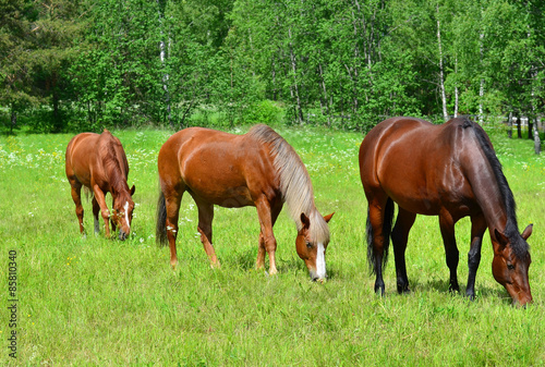 Three horses on meadow