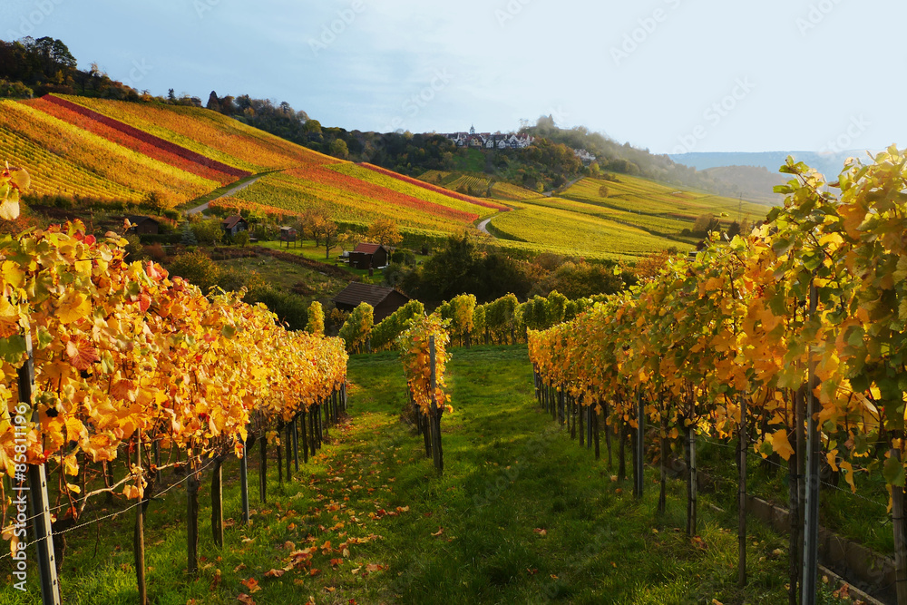 Weinberg Sonnenuntergang