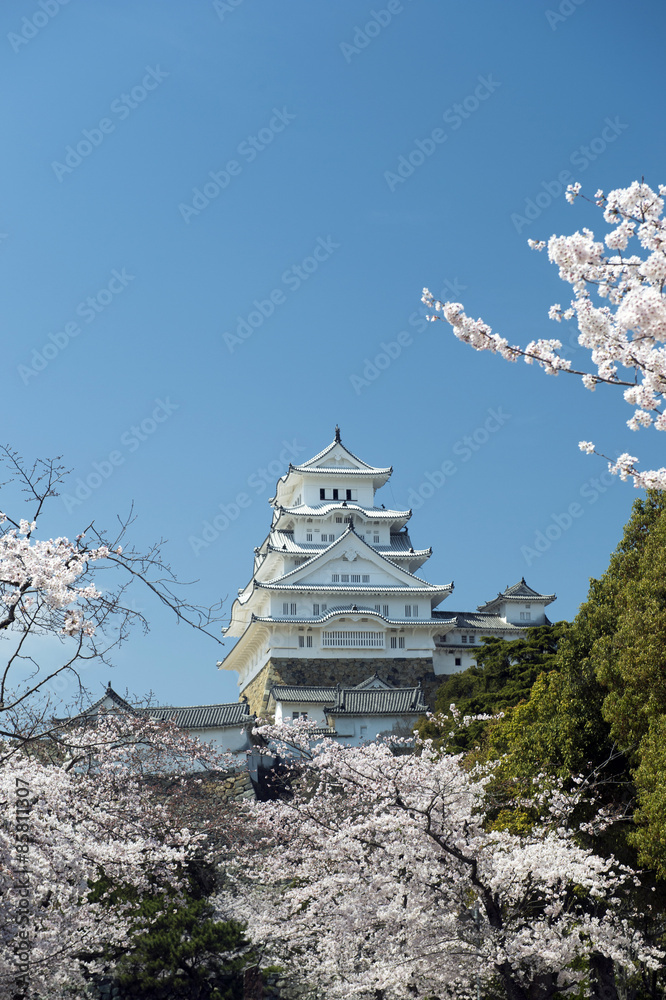 姫路城と桜、改修後-10 姫路城と桜、改修後-10