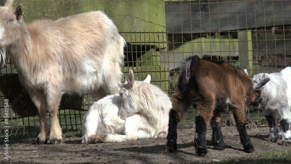 goat kids on the forces measured