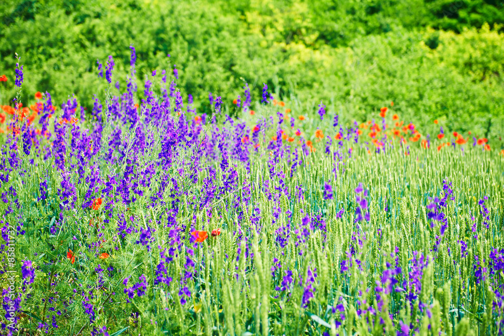 Naklejka premium Landscape Spring field of purple flowers