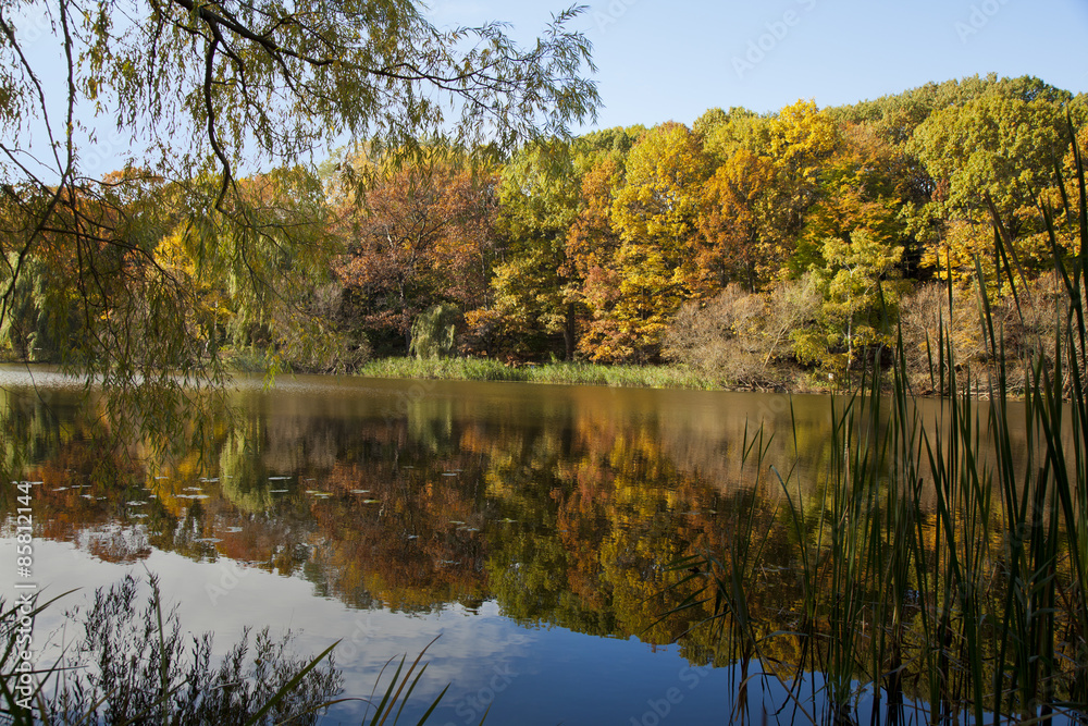 autumn trees and pond reflection autumn trees and pond reflection