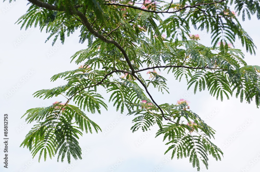 Fototapeta premium ネムノキ
