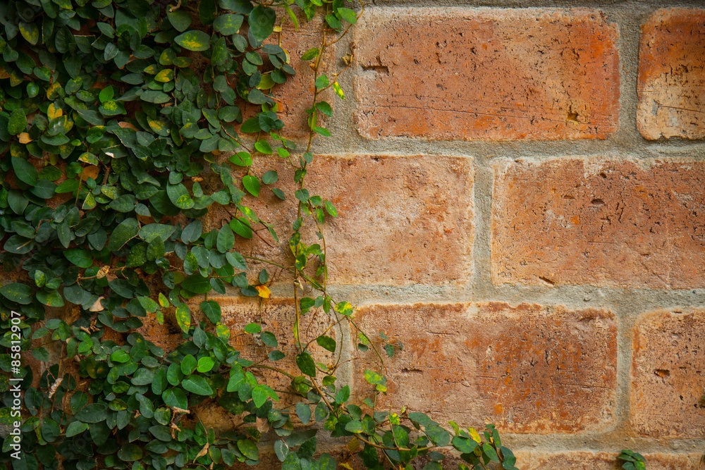 Ivy on the brick wall