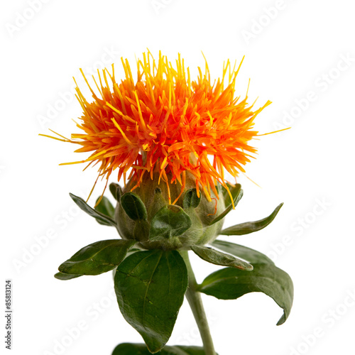 Fototapeta Naklejka Na Ścianę i Meble -  Färberdistel (Carthamus)