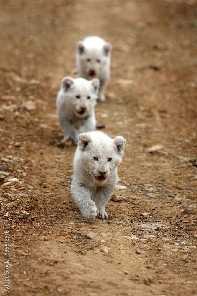 Three cute baby white lion cubs walking down the road in this image from South Africa