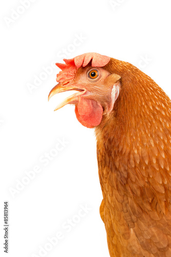 close up side view of brown chicken hen isolated white backgroun