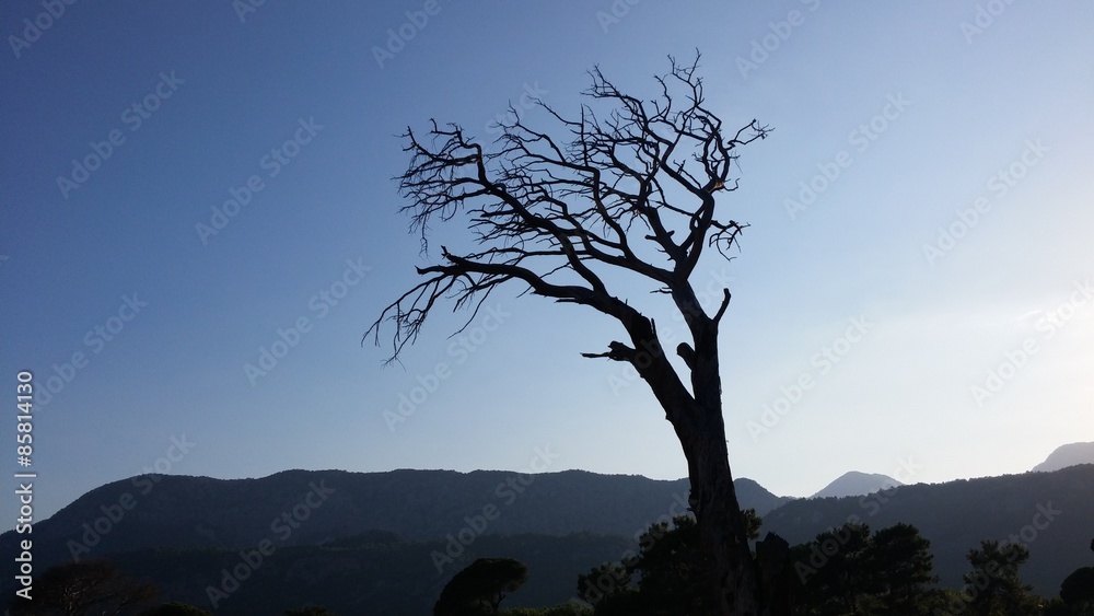 Silhouette of dead tree at sunset Silhouette of dead tree at sunset